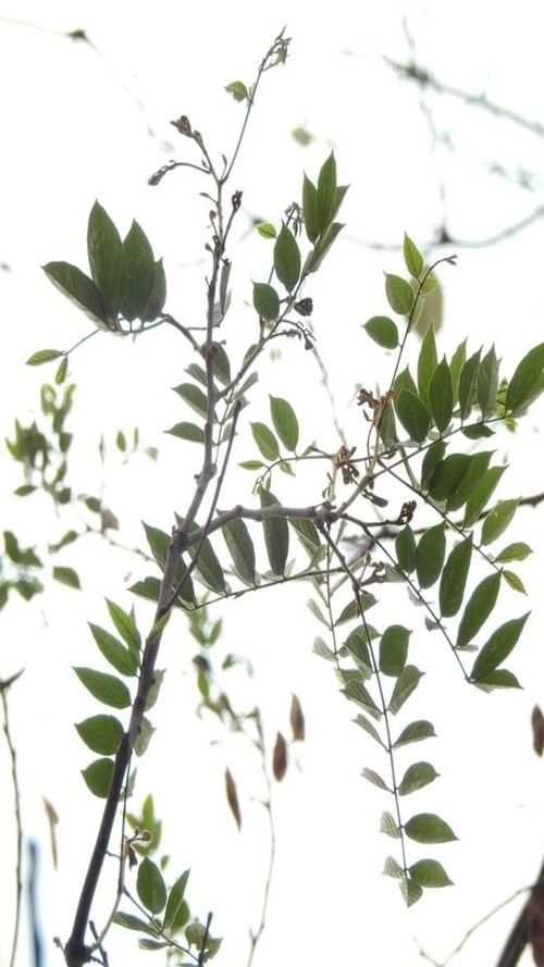 Lonchocarpus minimiflorus Donn. Sm.