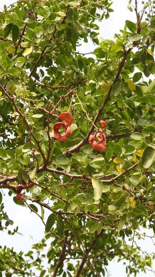 Pithecellobium dulce