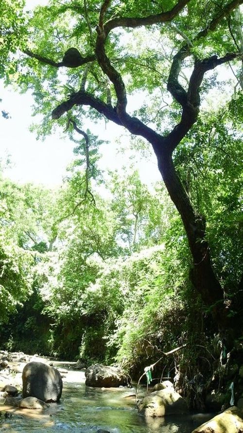 Pithecellobium dulce