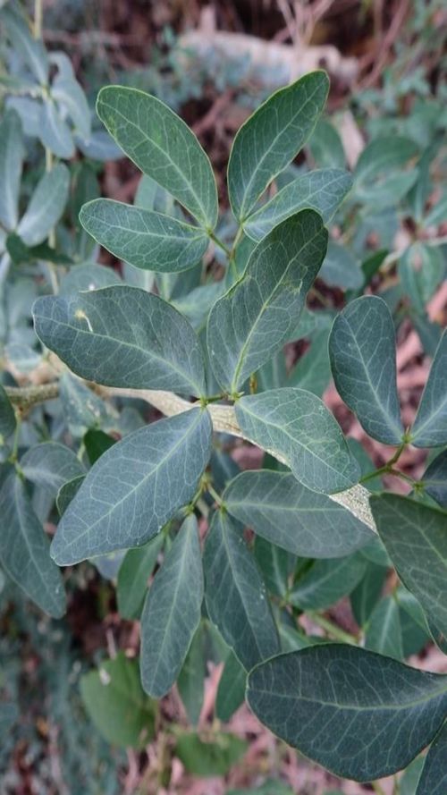 Pithecellobium dulce