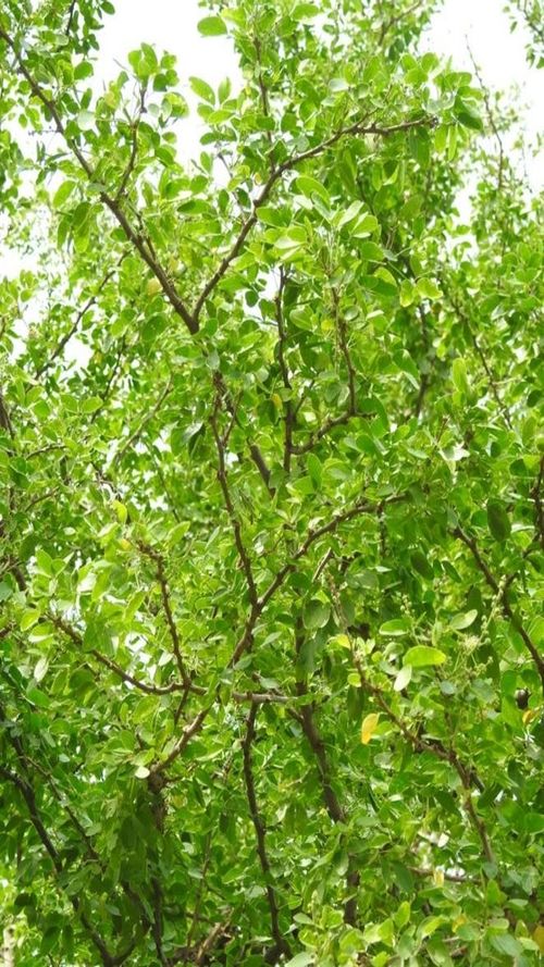 Pithecellobium dulce