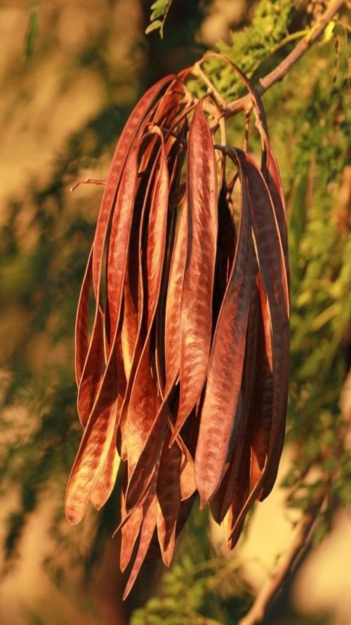 Leucaena leucocephala