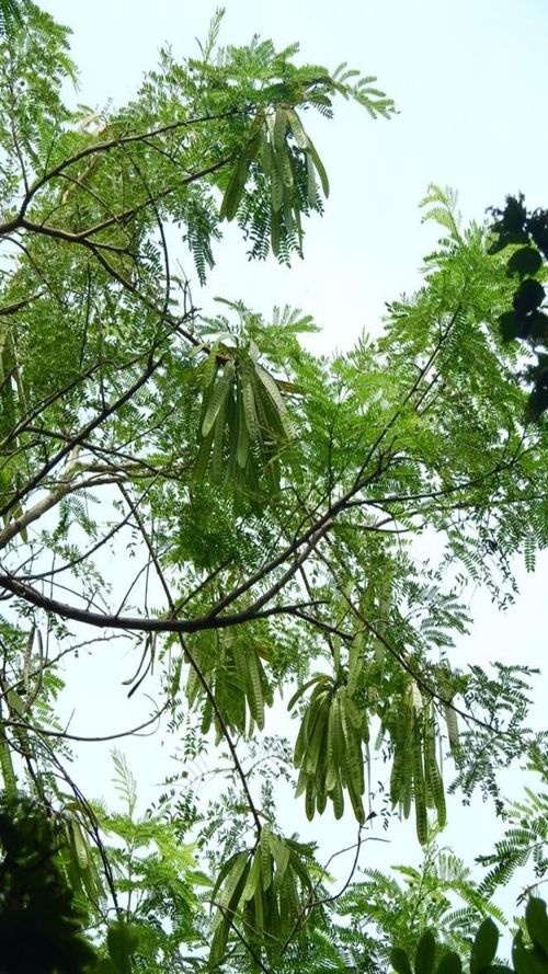 Leucaena leucocephala
