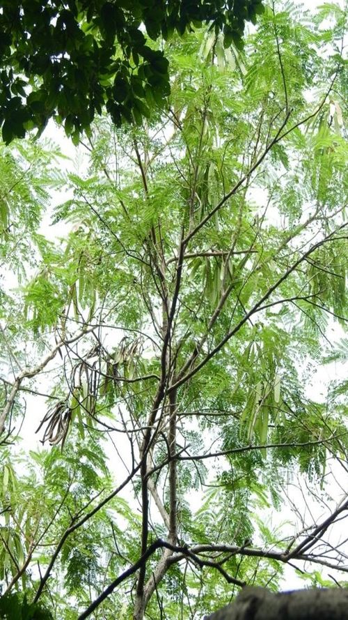 Leucaena leucocephala