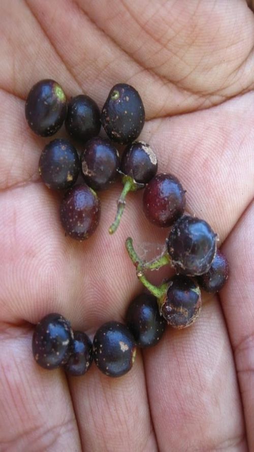 Karwinskia calderonii