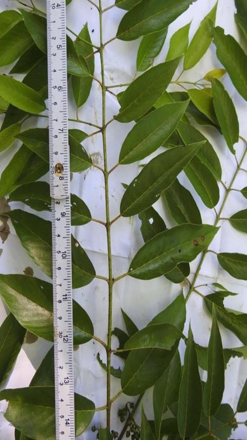 Karwinskia calderonii