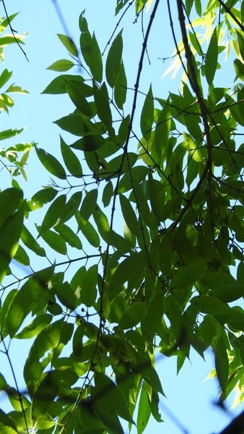 Karwinskia calderonii