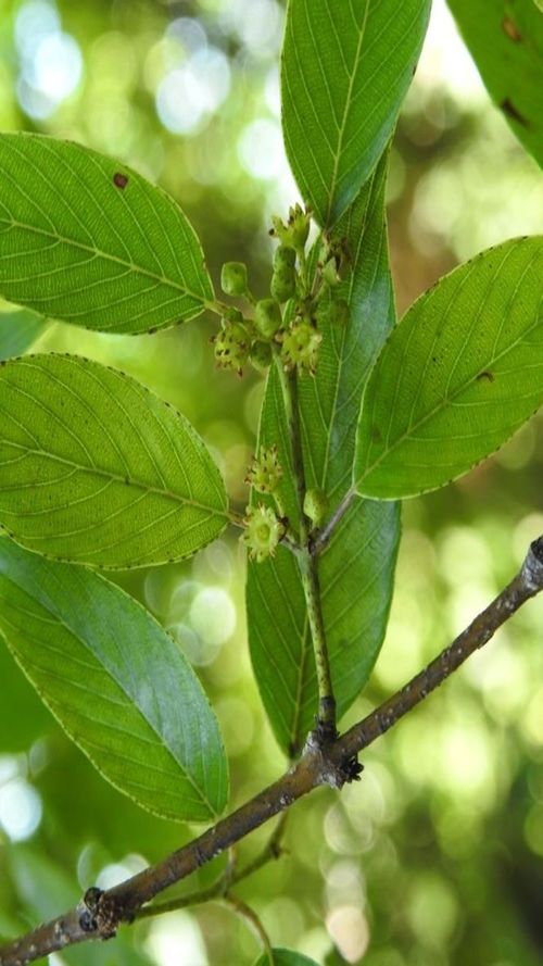 Karwinskia calderonii