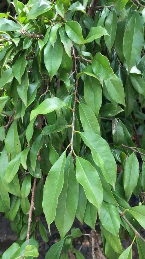 Sideroxylon persimile