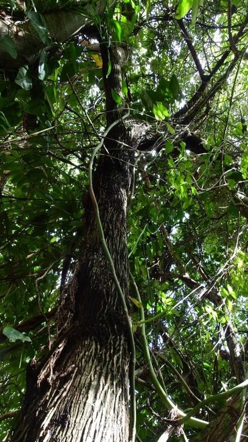 Sideroxylon persimile