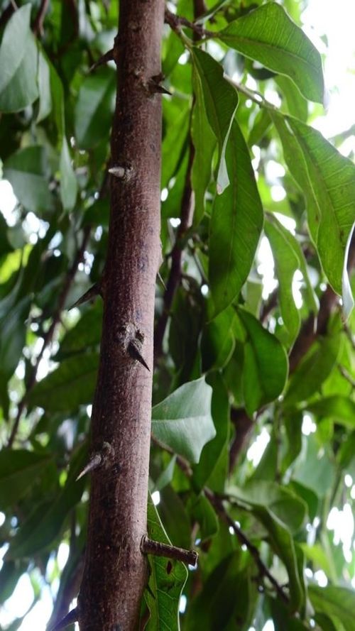 Sideroxylon persimile