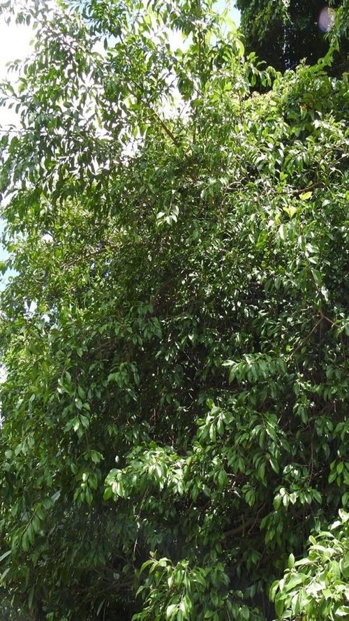 Sideroxylon persimile