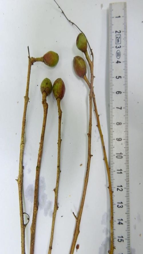 Bursera simaruba