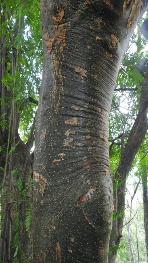 Bursera simaruba