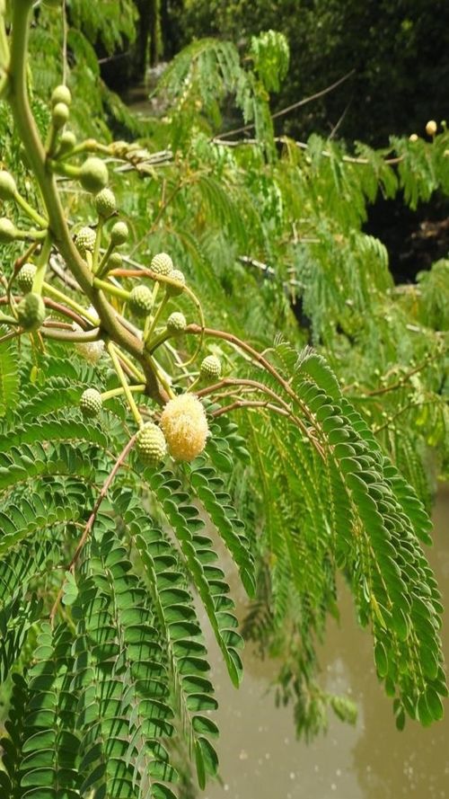 Leucaena shannonii