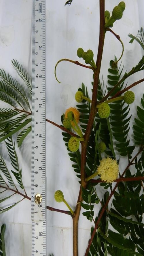 Leucaena shannonii
