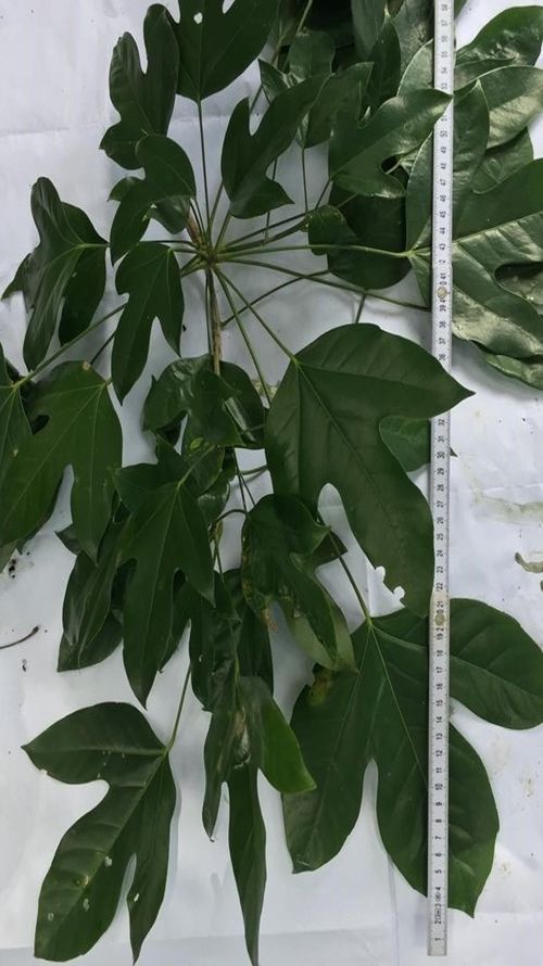 Dendropanax arboreus