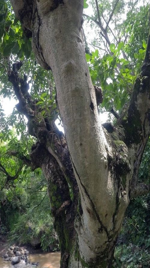 Dendropanax arboreus