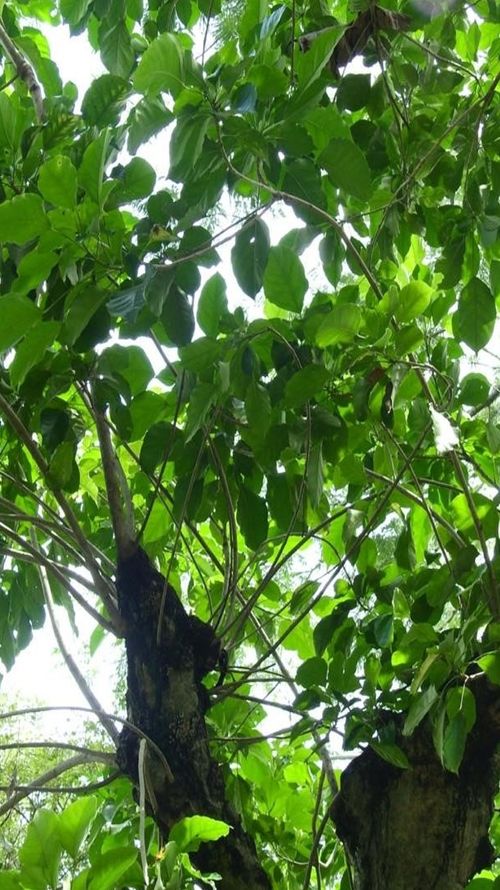 Dendropanax arboreus