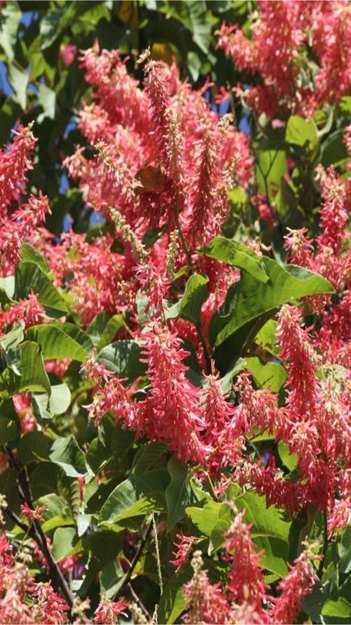 Triplaris melaenodendron