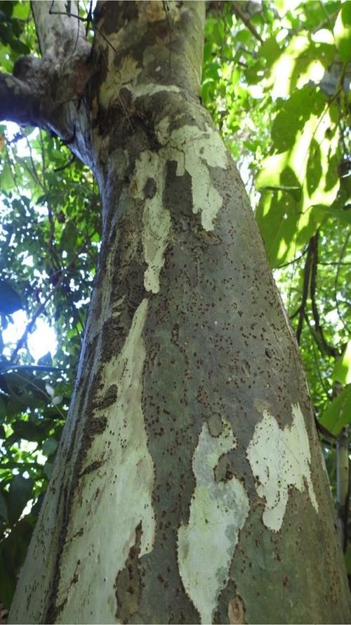 Triplaris melaenodendron