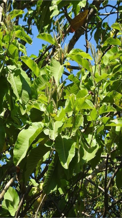 Triplaris melaenodendron