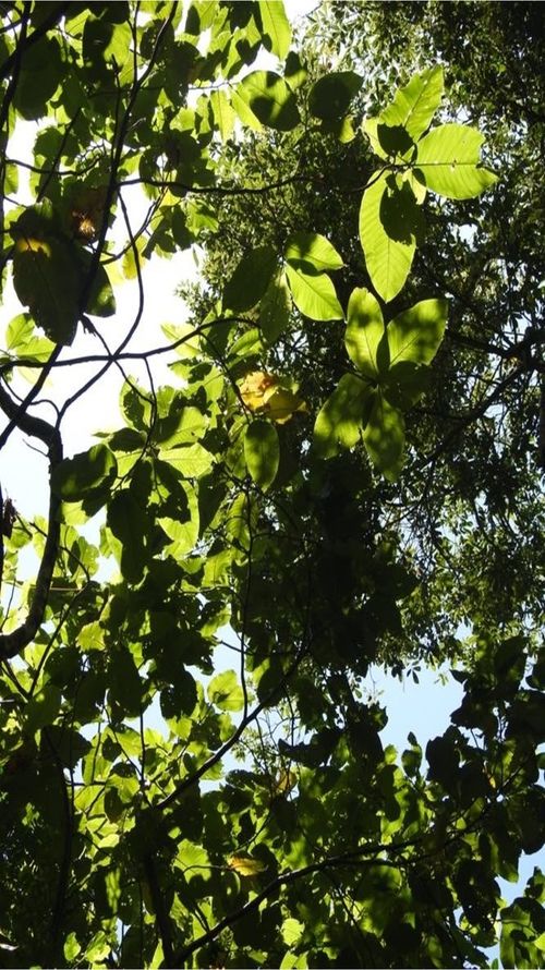 Triplaris melaenodendron