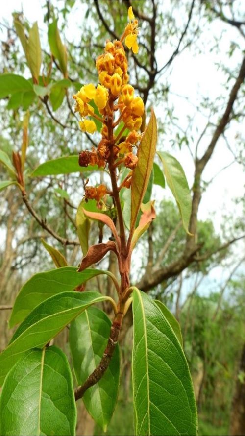 Byrsonima crassifolia