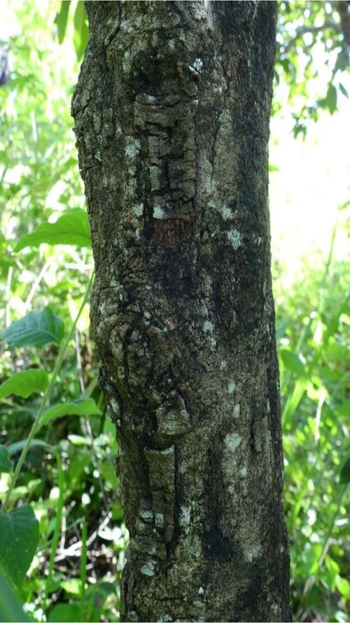 Byrsonima crassifolia