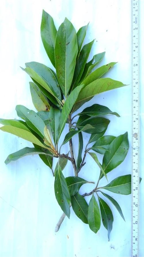 Byrsonima crassifolia