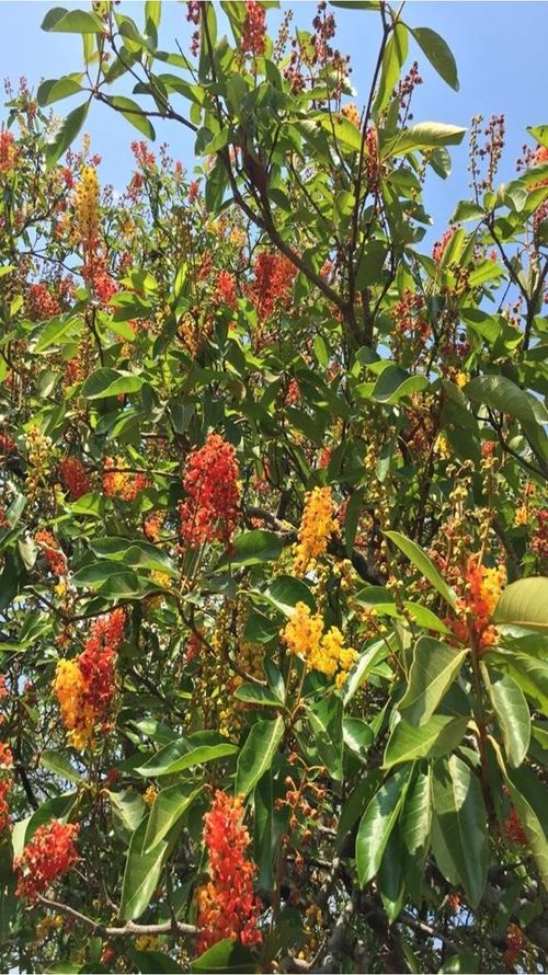 Byrsonima crassifolia