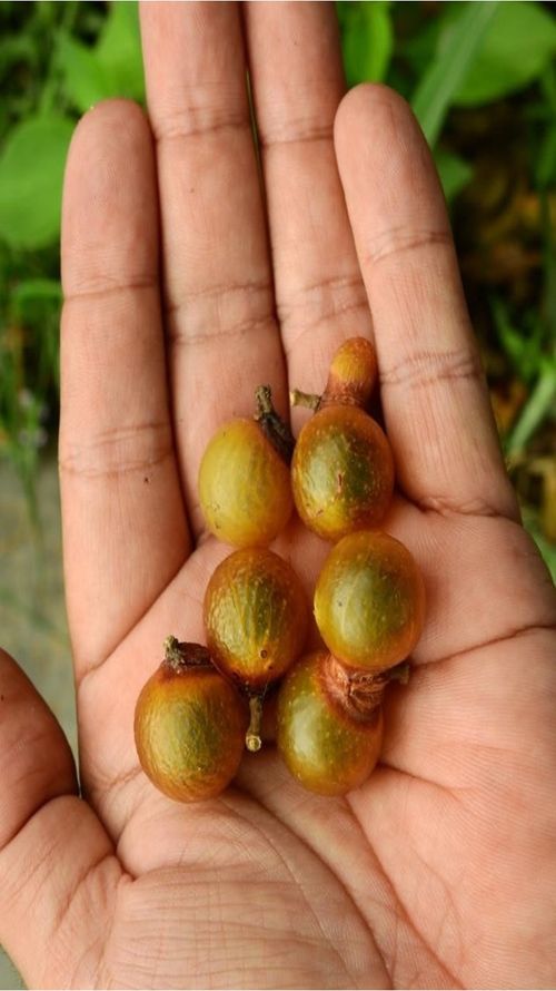 Sapindus saponaria L