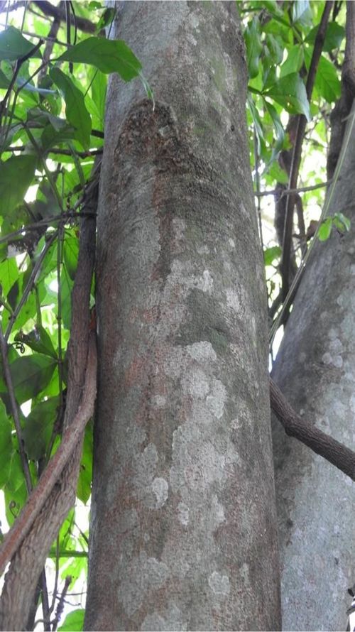 Sapindus saponaria L