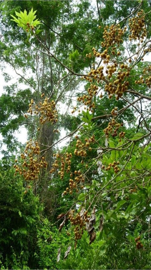 Sapindus saponaria L