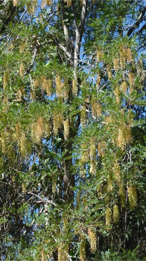 Alvaradoa amorphoides