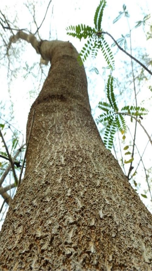 Alvaradoa amorphoides