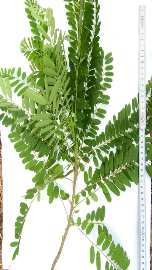 Alvaradoa amorphoides