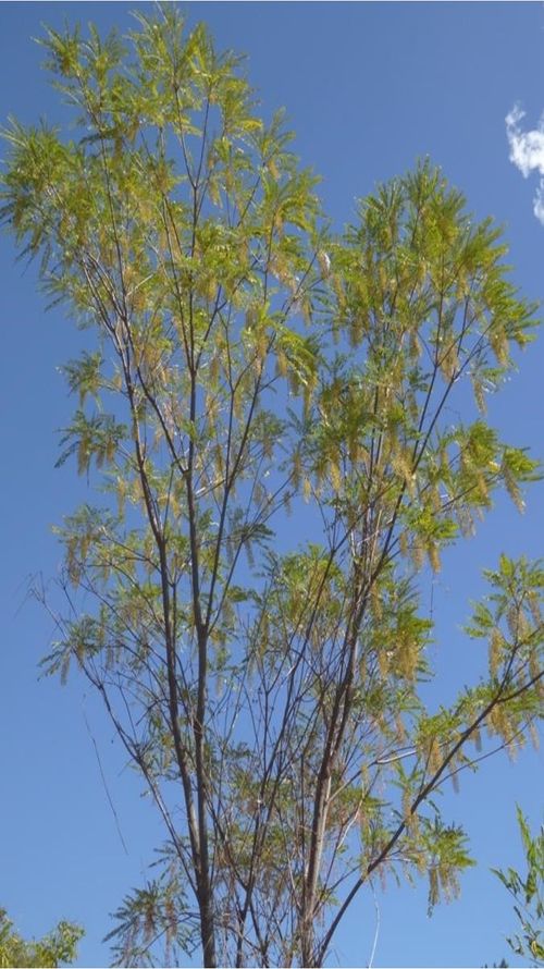 Alvaradoa amorphoides