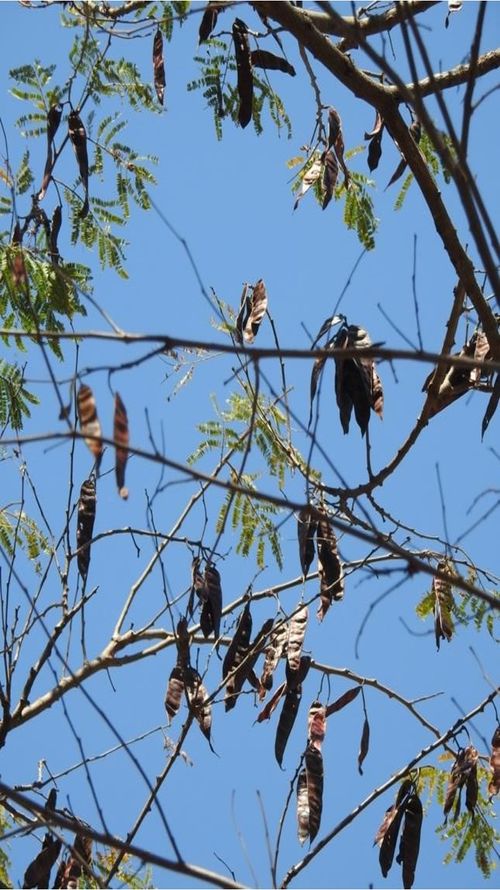 Lysiloma divaricatum