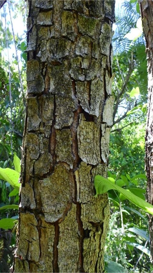 Lysiloma divaricatum