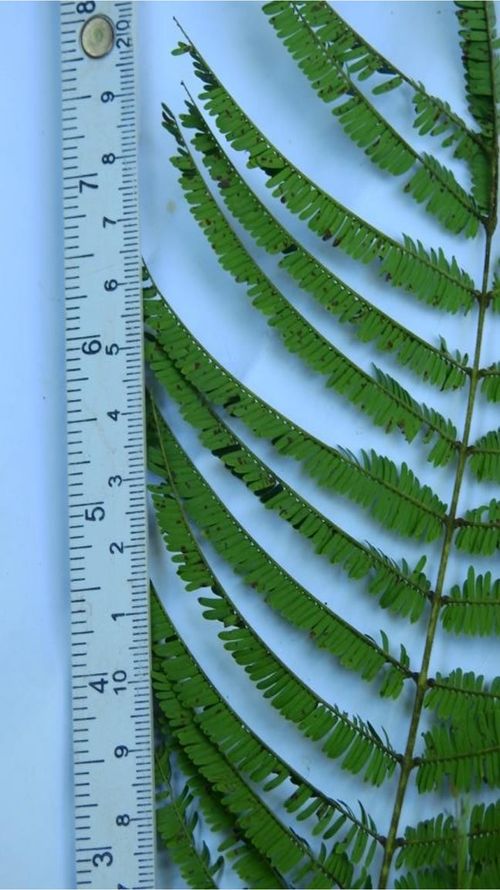 Lysiloma divaricatum