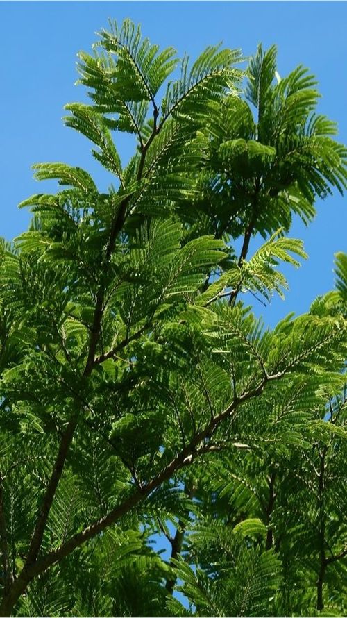 Lysiloma divaricatum