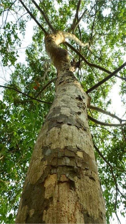 Astronium graveolens