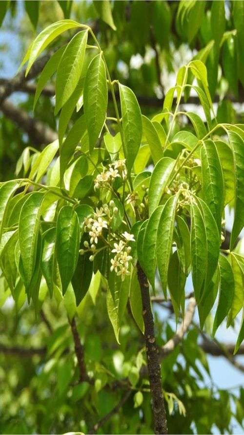 Astronium graveolens