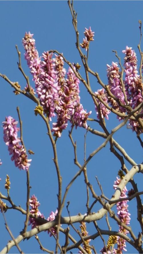 Lonchocarpus salvadorensis