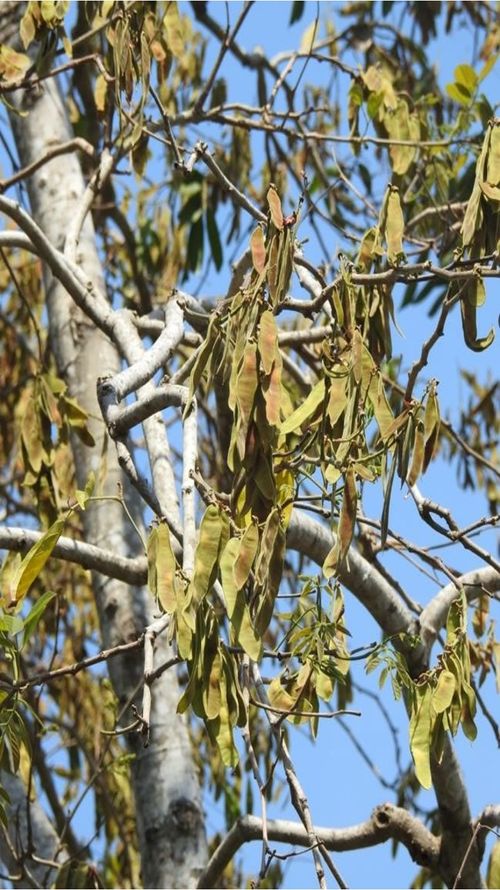 Lonchocarpus salvadorensis
