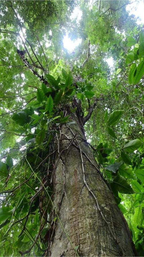 Lonchocarpus salvadorensis