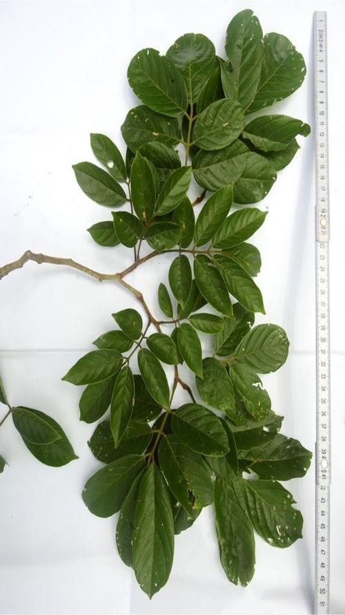 Lonchocarpus salvadorensis