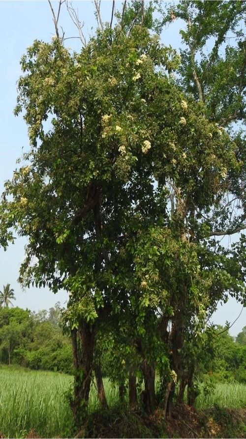 Cordia dentata