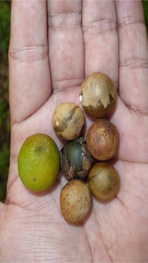 Brosimum alicastrum Sw.